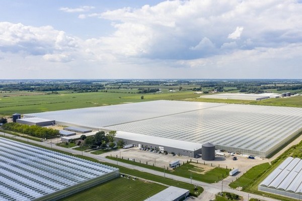 Mucci Farms, BrightFarms owner to launch new veggie greenhouse business - Vimarsana News