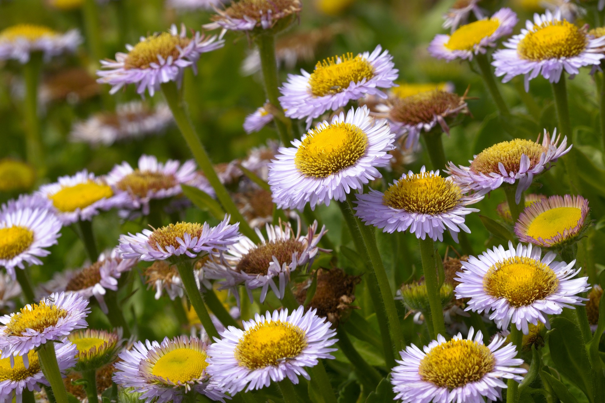 رفع سردرگمی جاری در مورد Asteraceae