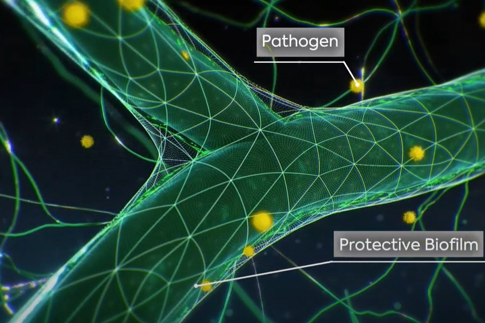 Protecting the root system with an expanded barrier against pathogens