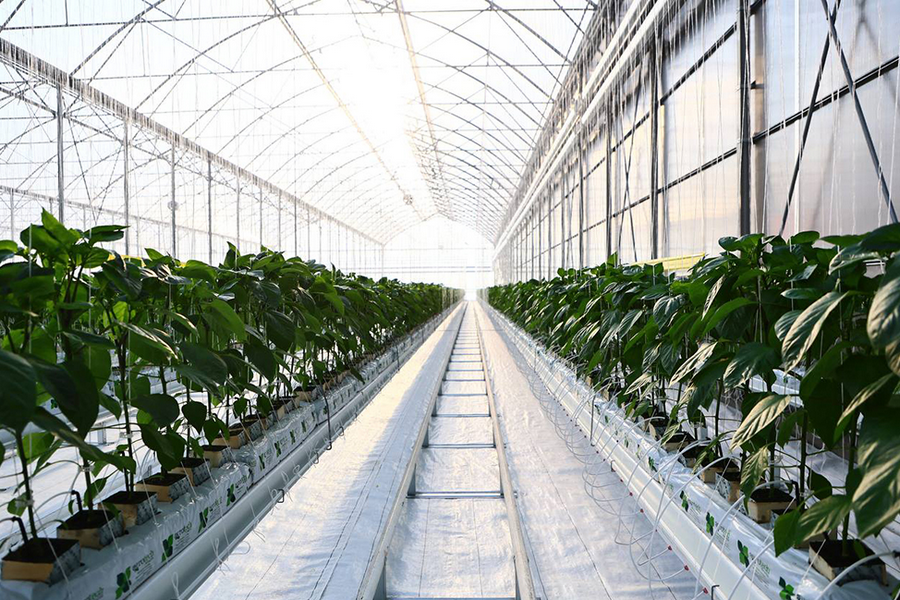 Armenia gets new greenhouse valued at 9 Million Euros