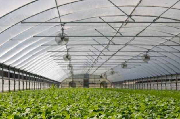 Nigeria: Firm unveils greenhouse to boost smart farming in Jos
