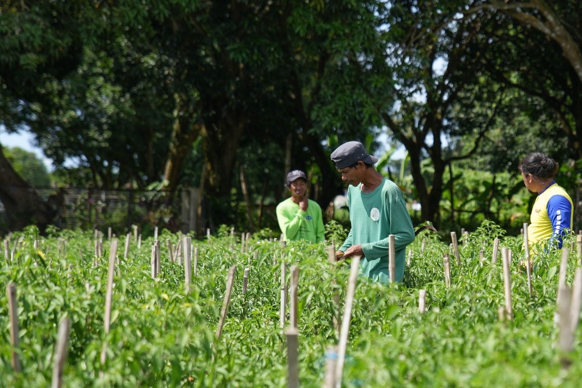 Philippines: HSBC funds grower push push for smallholder climate resilience