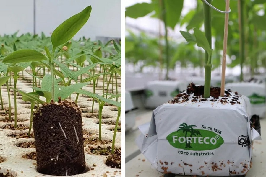 Fighting back against pepper wilting
