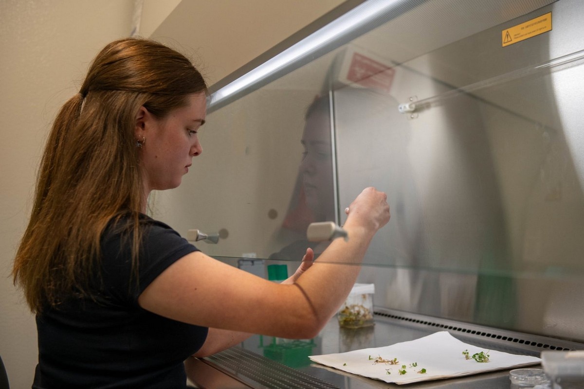 Research shows melatonin helps strawberries handle the heat