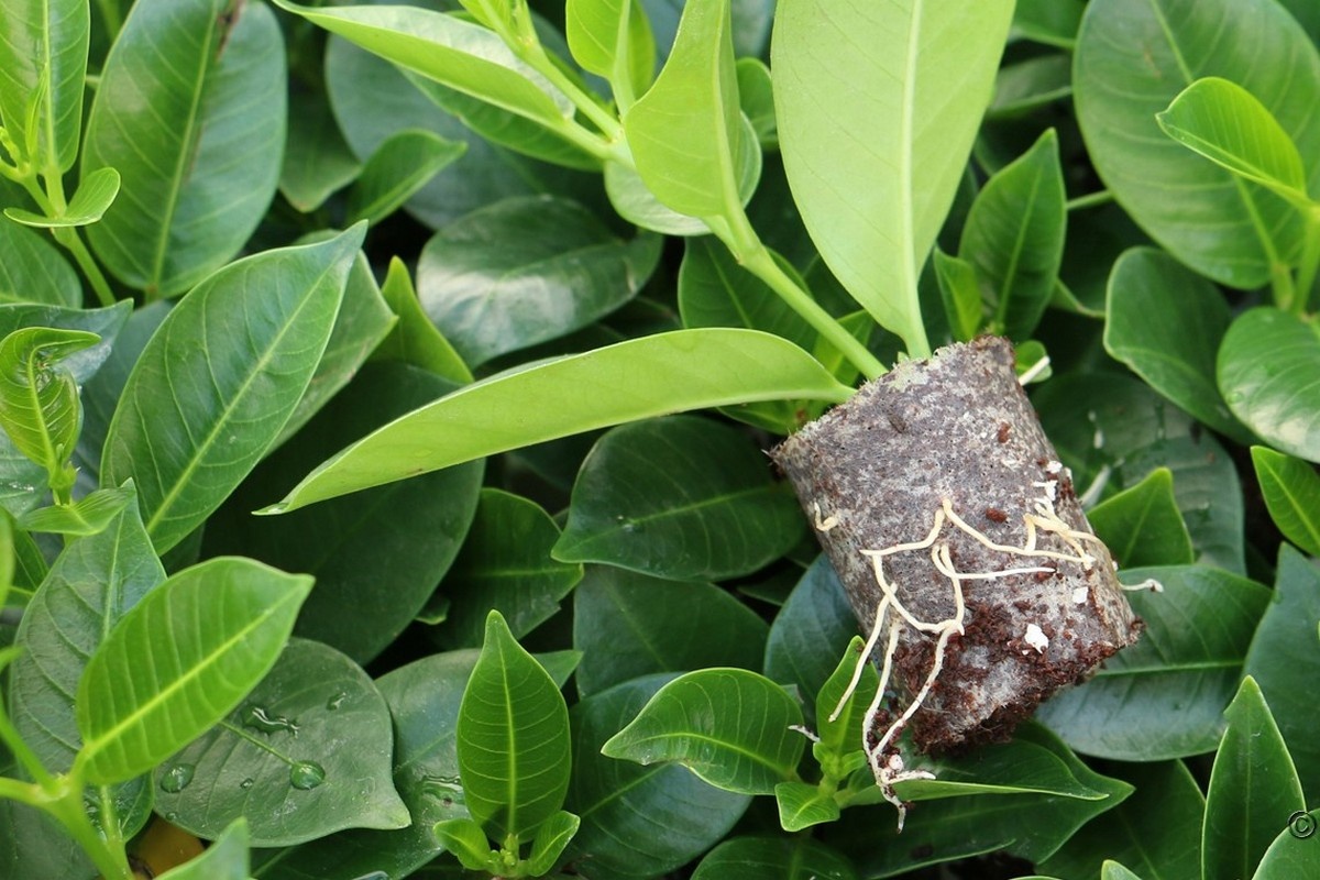 Propagation on peat-free rooting media