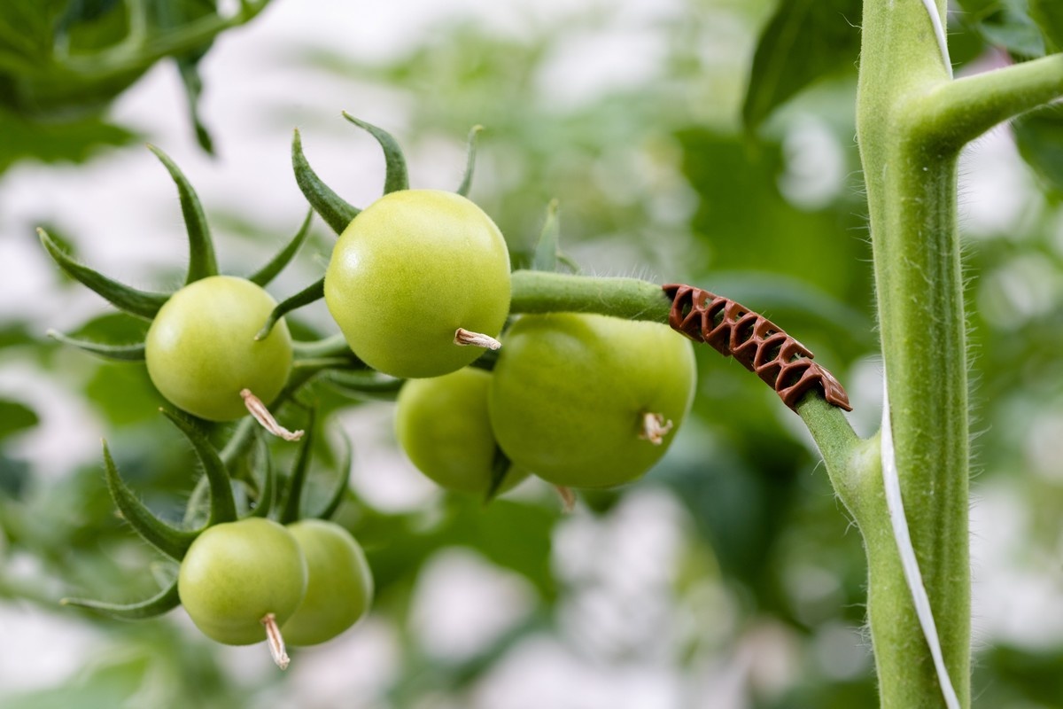 New Valent Truss support introduced to growers