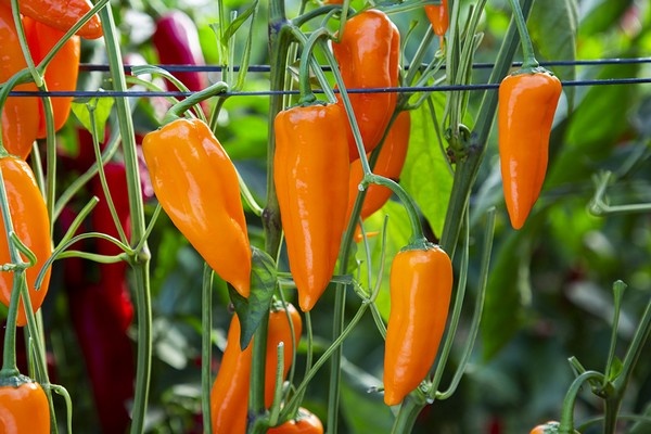 "We look for growers who are searching for innovation and have strong relationships with retailers"