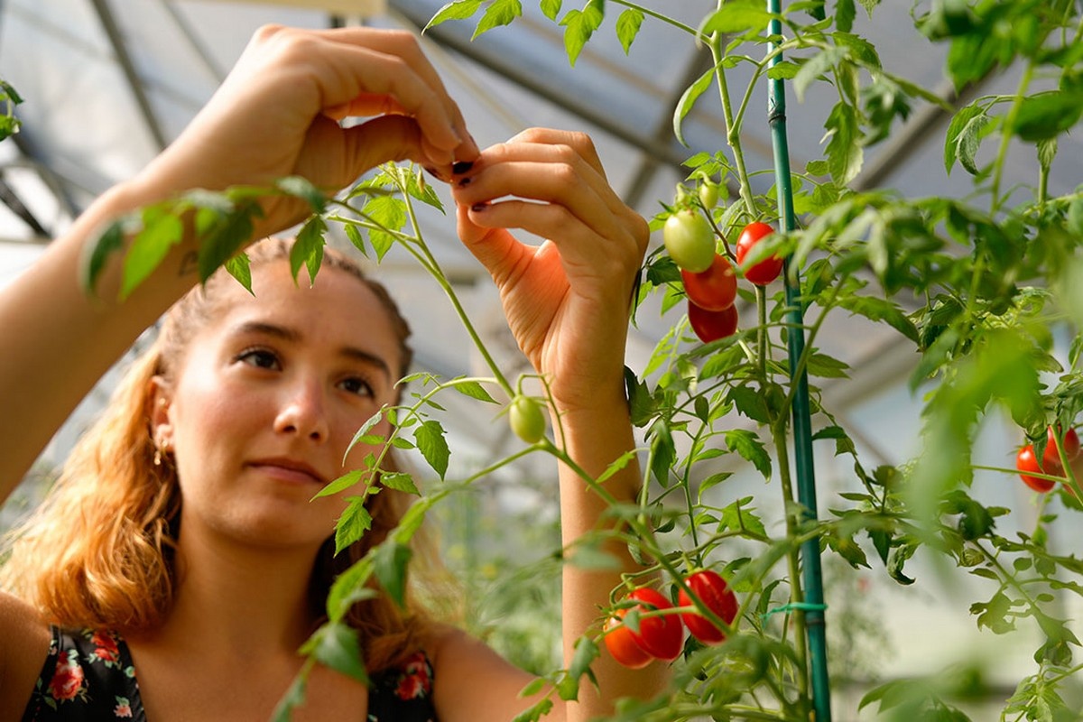 How hot is too hot for tomato plants?