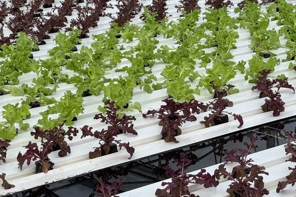 Dynamic spacing at scale: "How growers pushed us to simplify; and go bigger"
