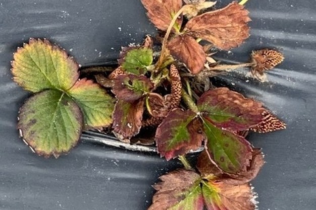 US: University of Georgia investigates strawberry susceptibility to rot