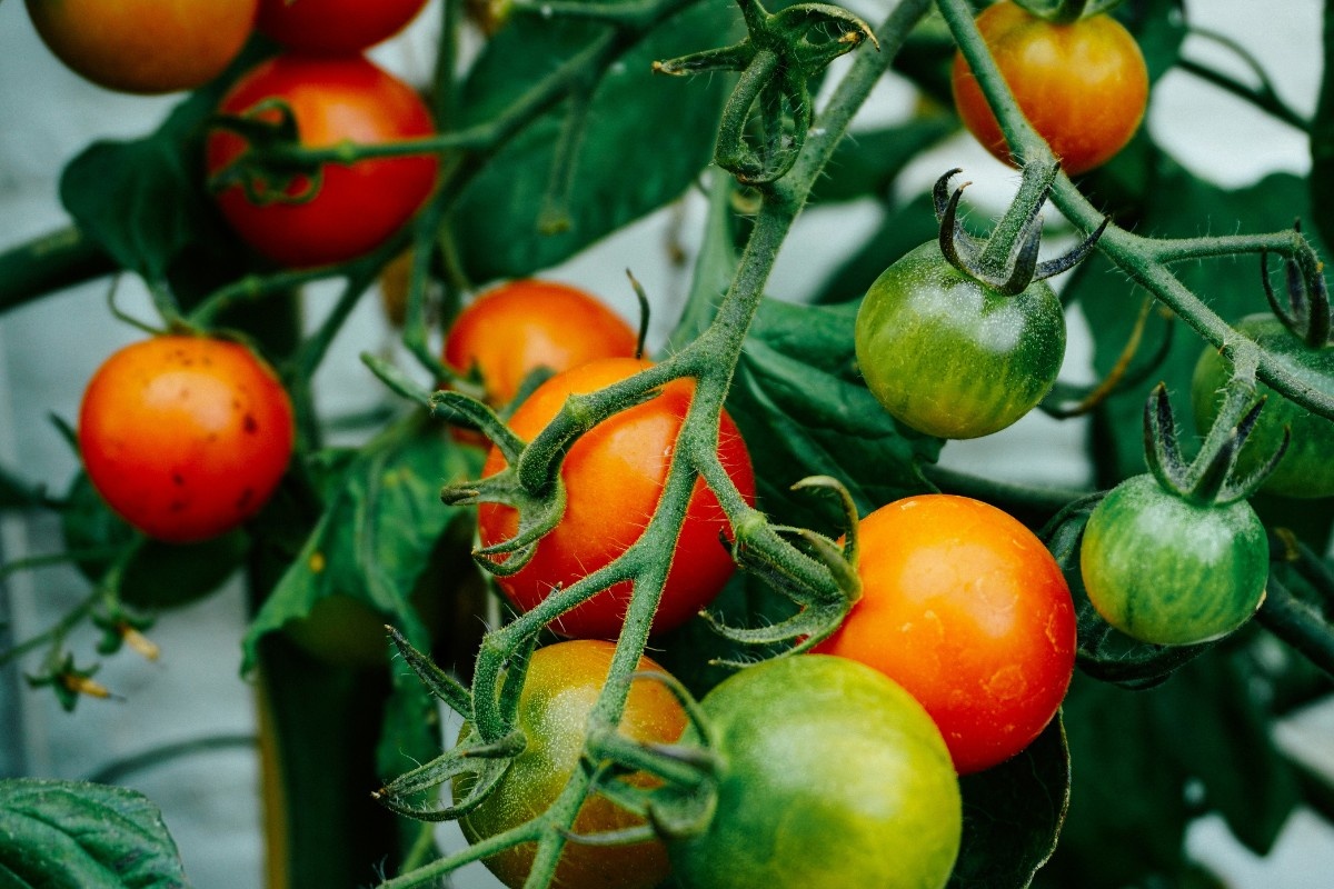 New clues in how plant microbiomes protect against bacterial speck disease