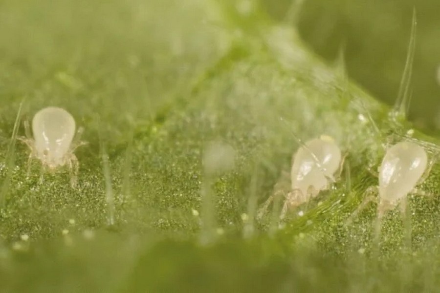 Breakthrough in large-scale production of a complex predatory mite