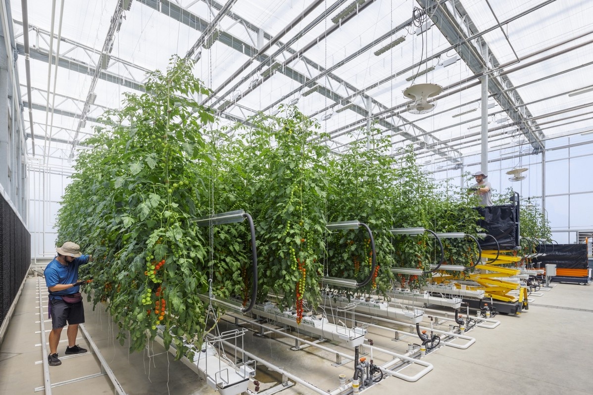 US (OH): Registration now open for Greenhouse Tomato Academy