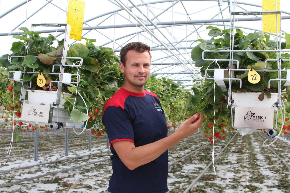 NL: New polytunnel greenhouse ensures extended strawberry harvest window