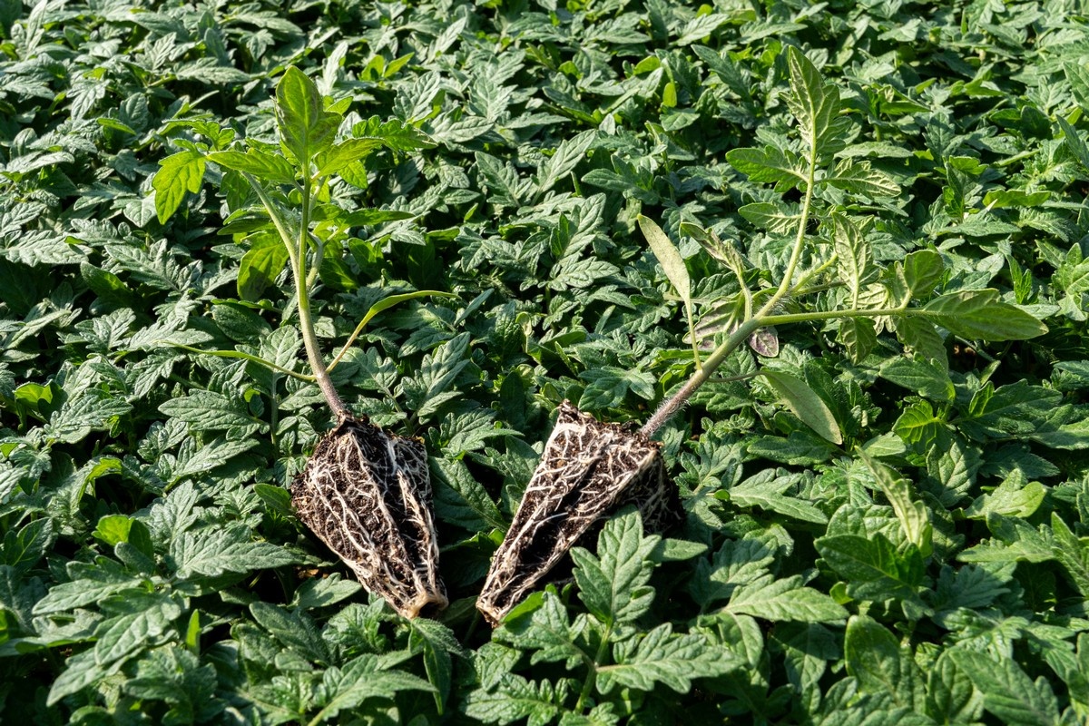 Greek manufacturer boosts propagation efficiency with reusable Double Tray System