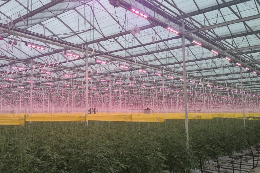 UK: APS Produce installs 3 ha of LED