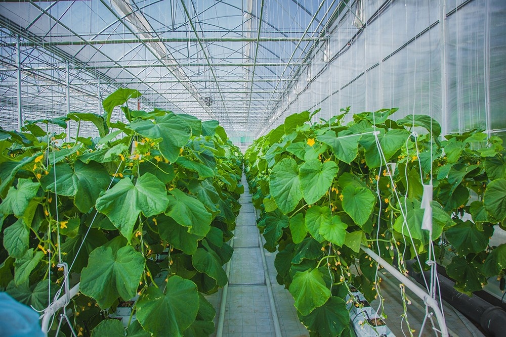 Free webinar to dive into greenhouse planning process