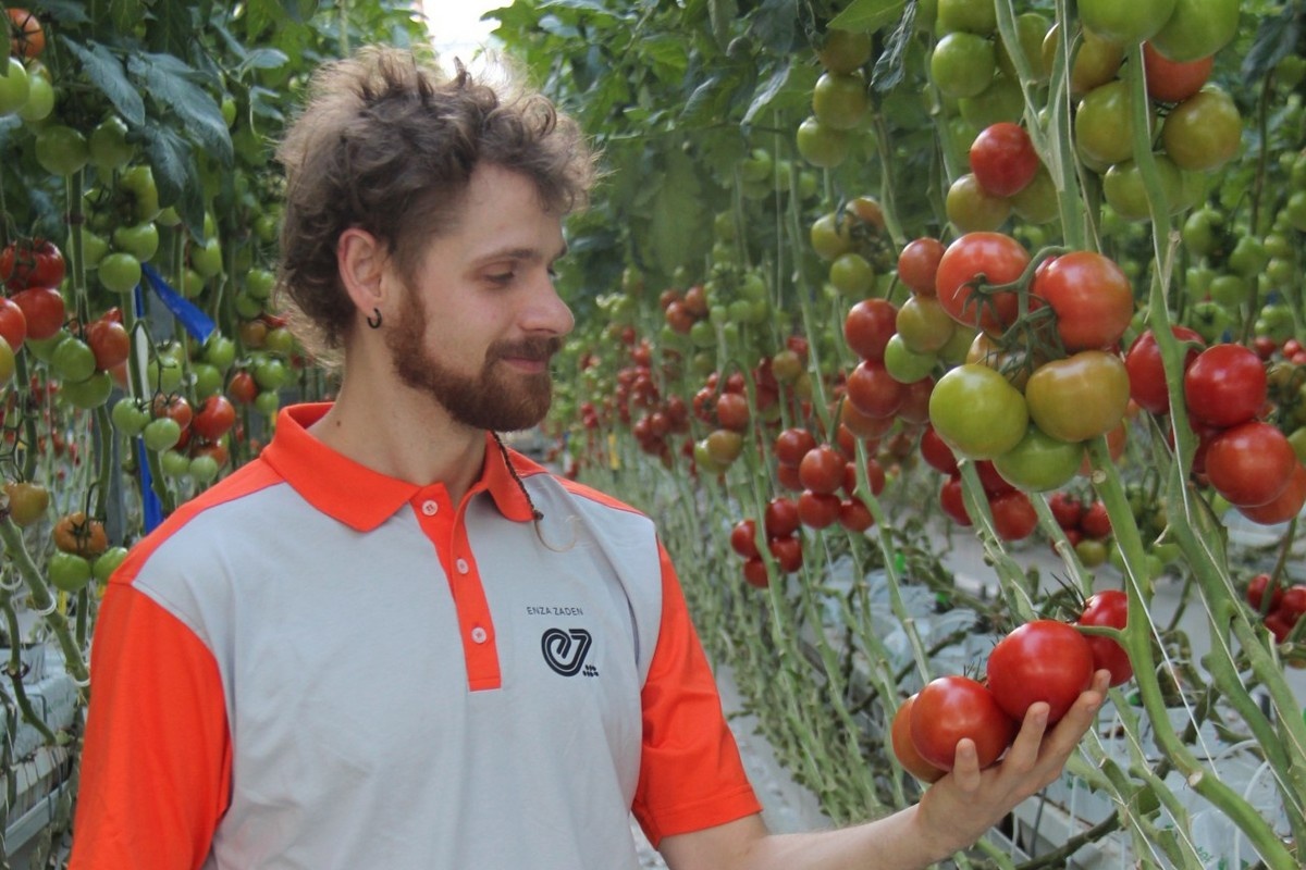 Enza Zaden to introduce new tomato variety