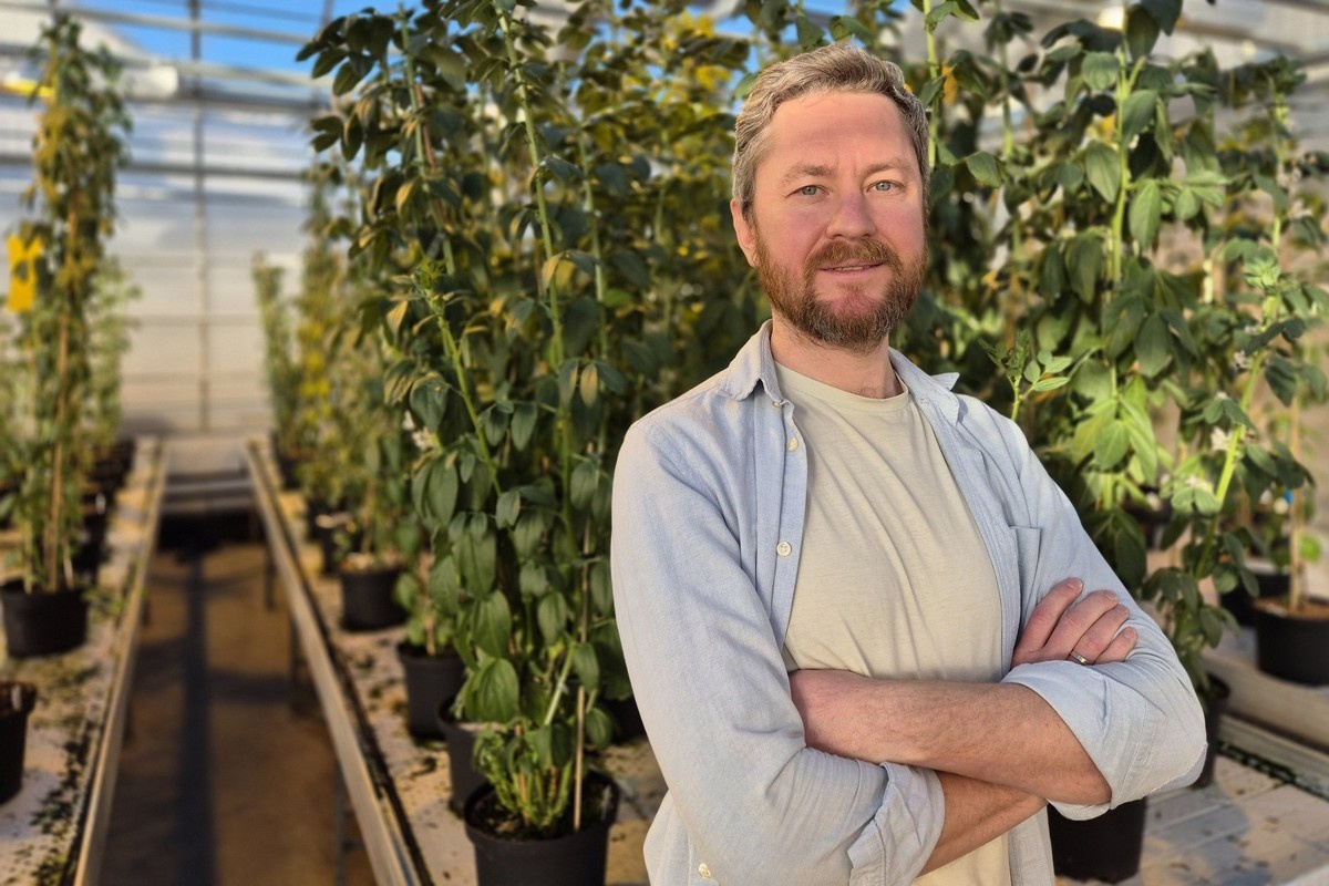 Denmark: Green Research grant to explore how plants fine-tune nitrogen fixation