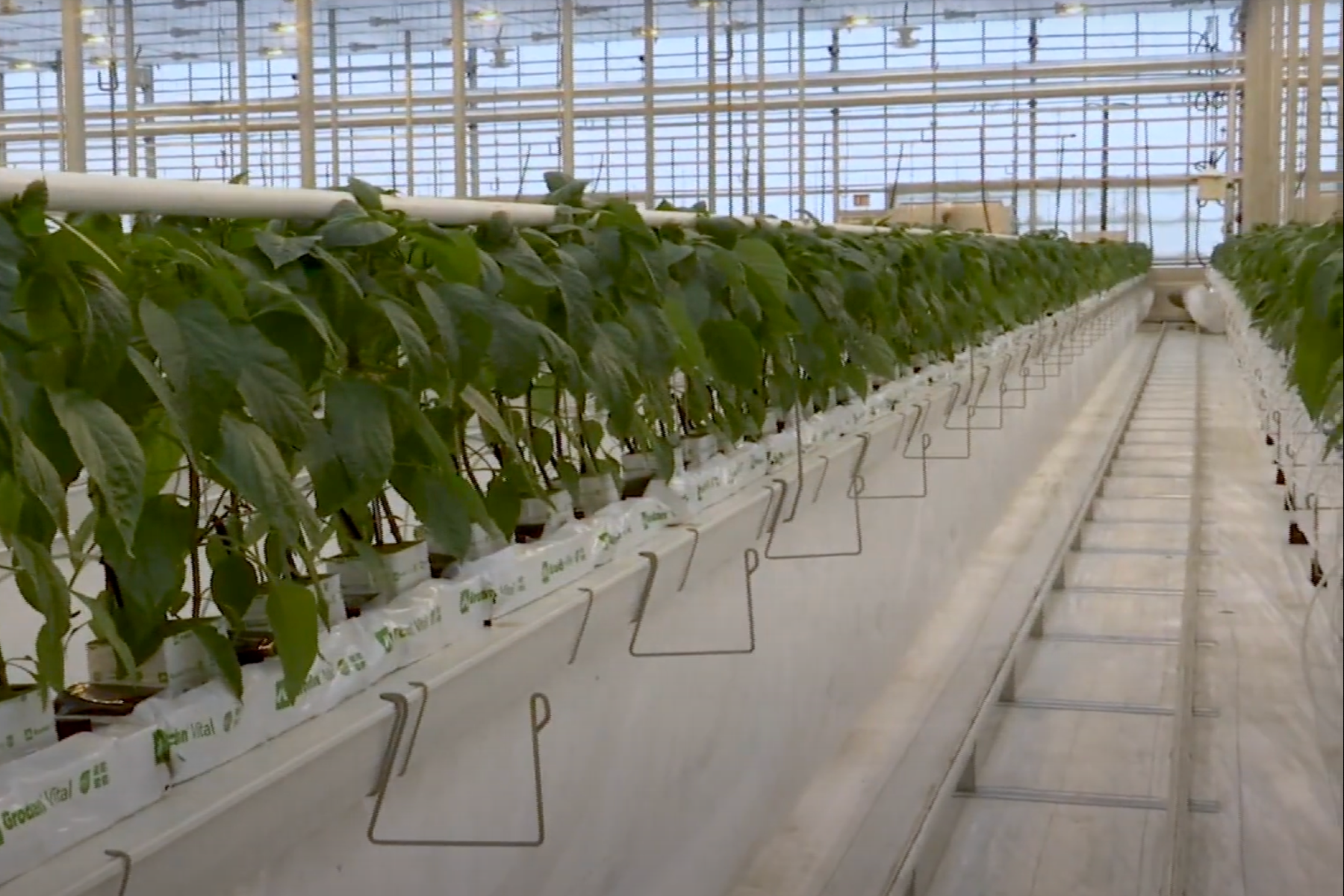 U.S. (ND): MHA Nation celebrates opening of new greenhouse