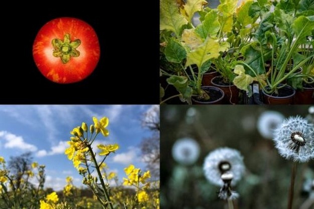 Four precision breeding projects win major funding to support UK agriculture