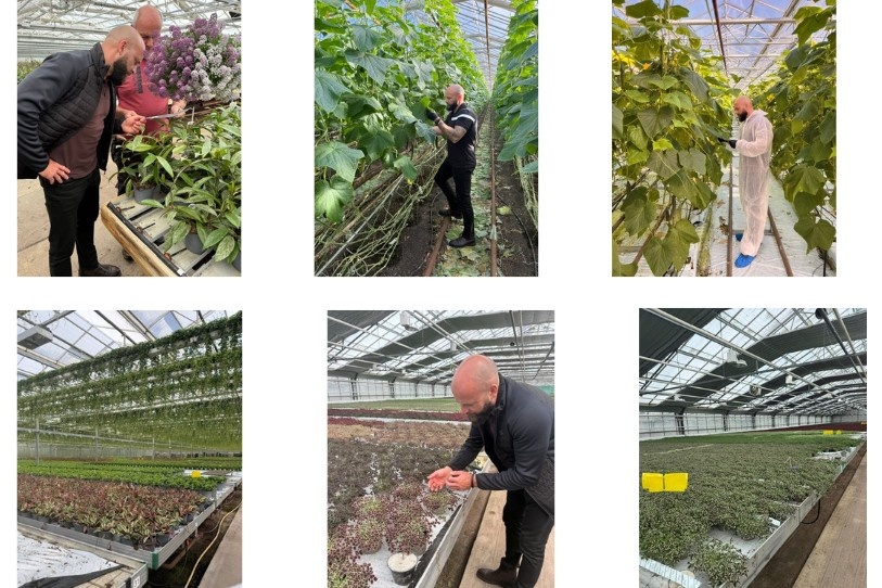Examining Scandinavian greenhouse automation and climate-driven pest management