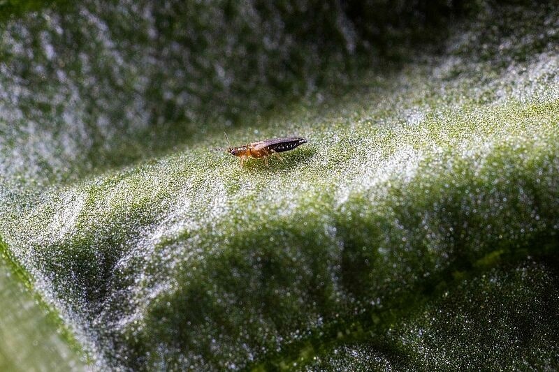 Why some Thrips management strategies are no longer enough