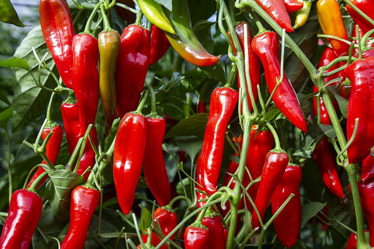 "For us, superior taste and good ToBRFV resistance will always be the baseline"