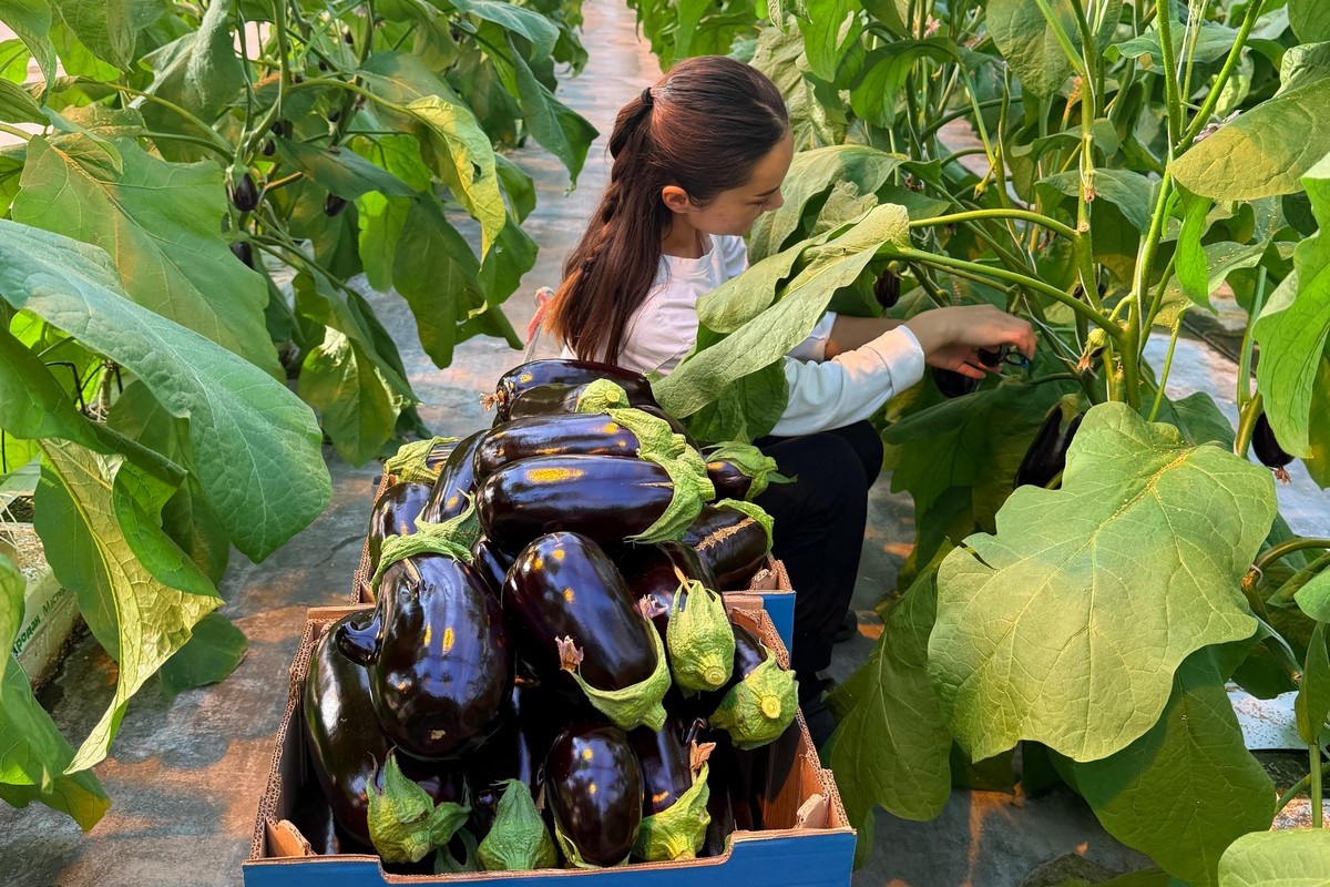 Groeiend tuinbouwgebied Almaty biedt alternatief voor import