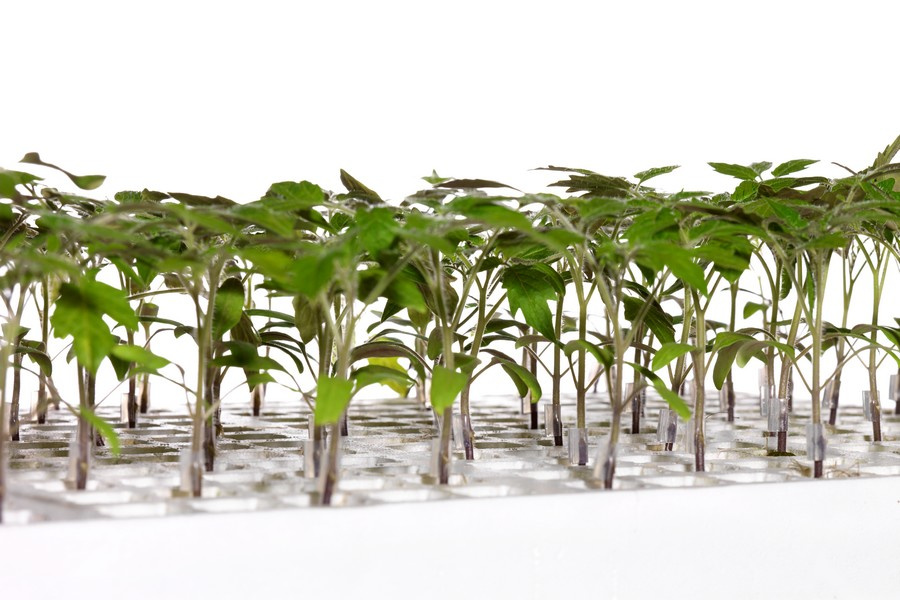 "A rootstock that adds ToBRFV protection without sacrificing balance"