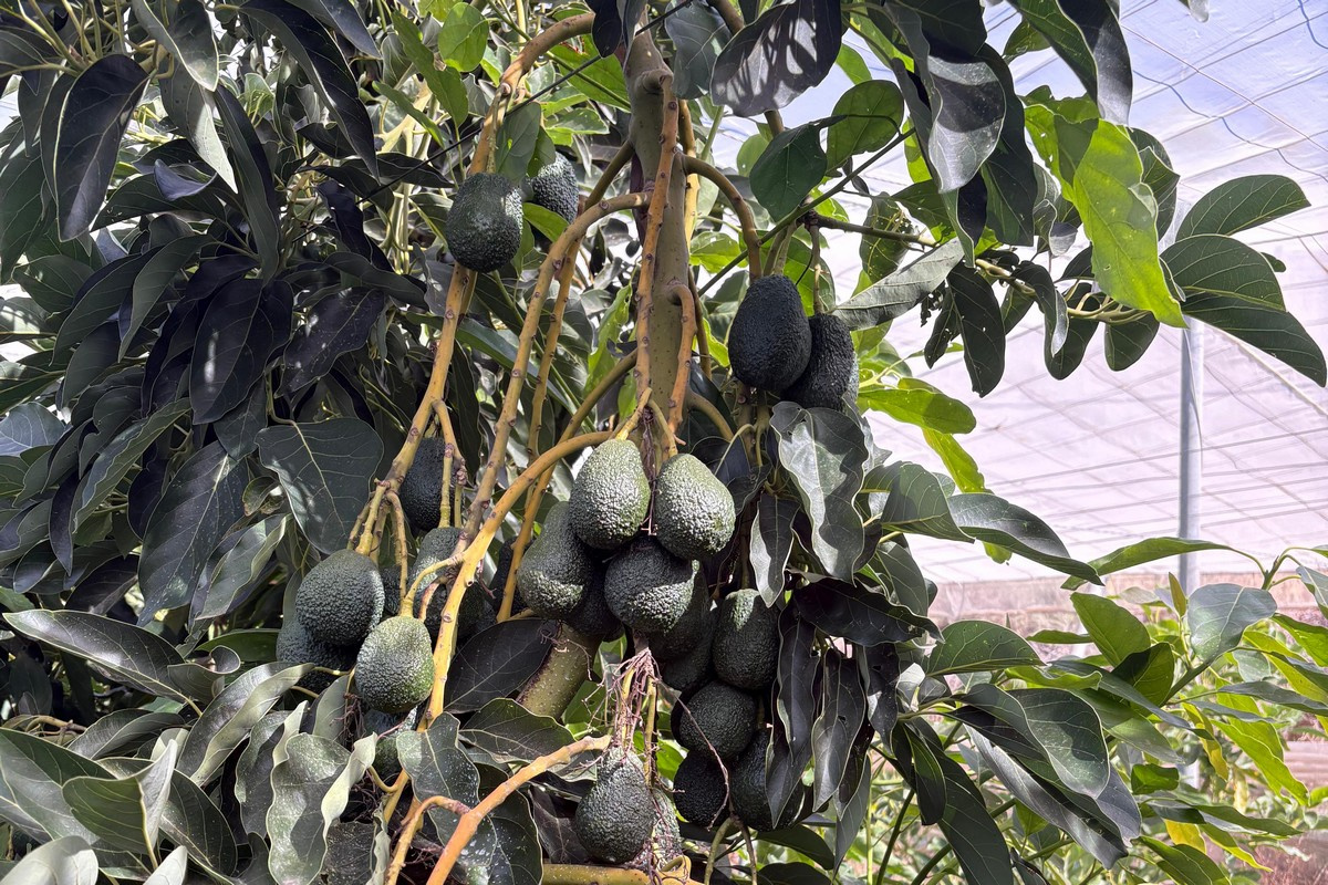 Greenhouse avocados: a new frontier in Mediterranean agriculture