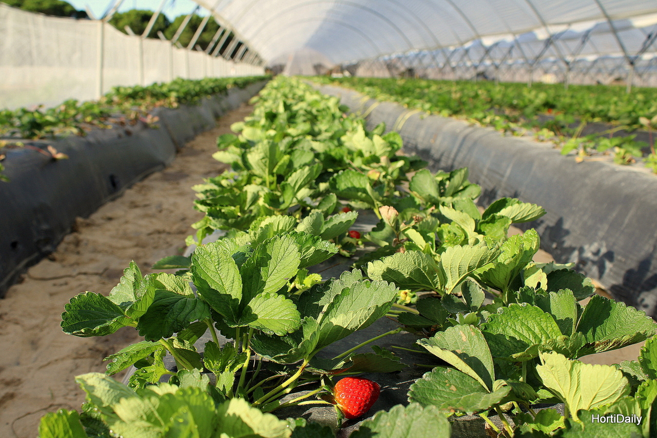 Huelva has started to harvest its earliest pot-grown strawberries