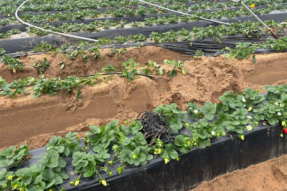 Spain: Strong winds continue to batter Huelva as storms take toll on berry sector