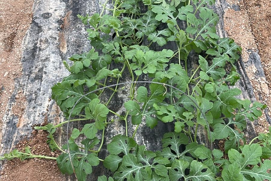 Areaal (water)meloenen neemt toe in Almería