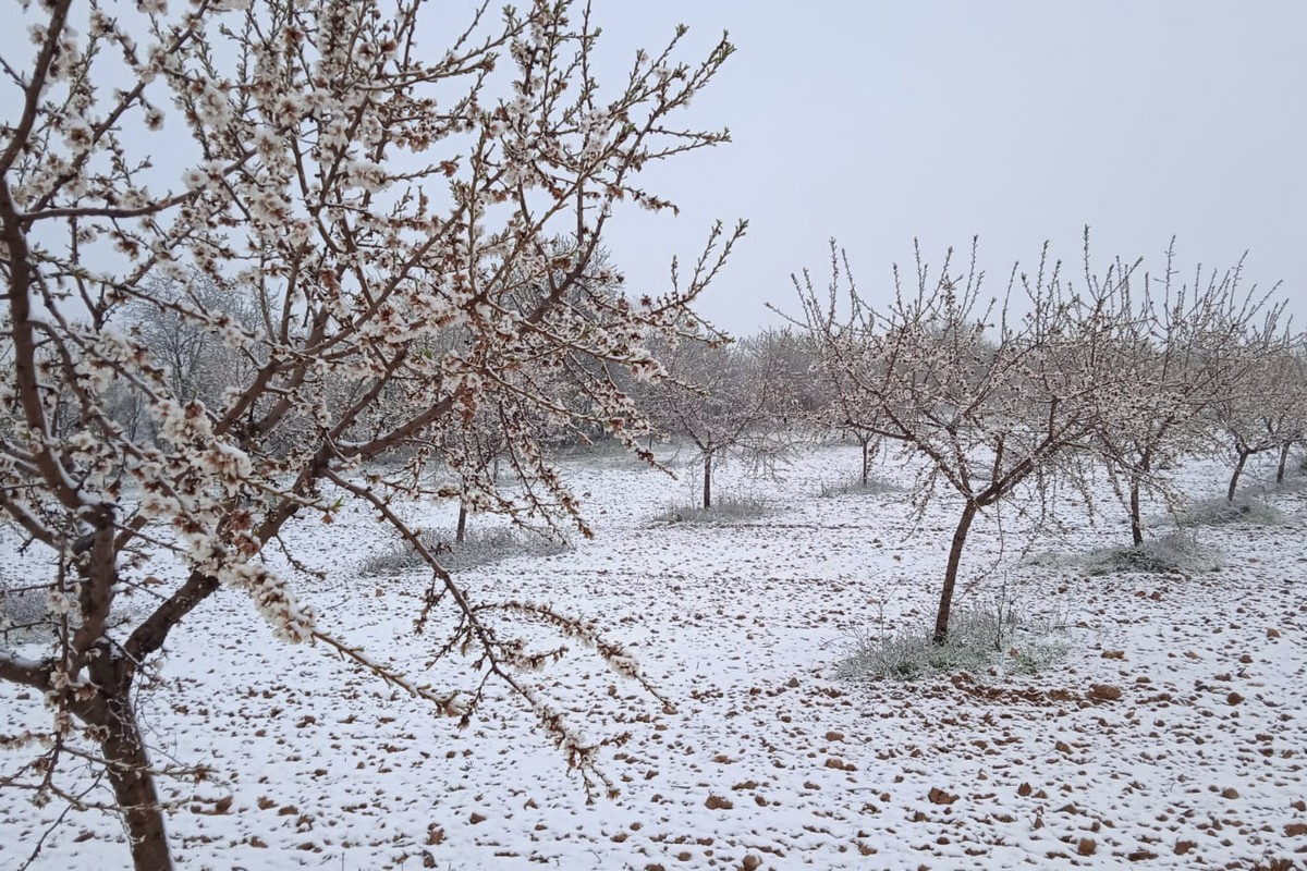 Фруктоводы сталкиваются с рисками поздних заморозков