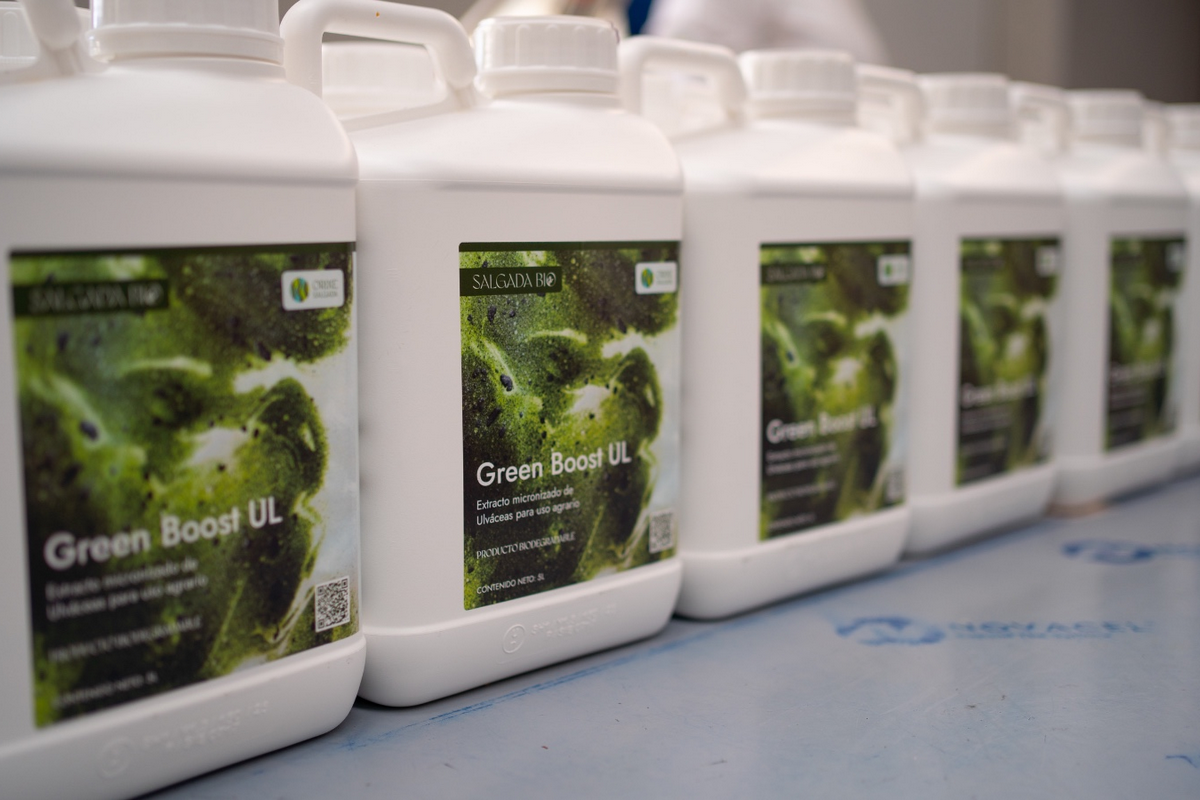 Arribazón seaweed as a biostimulant: A promising way to boost crop fertility