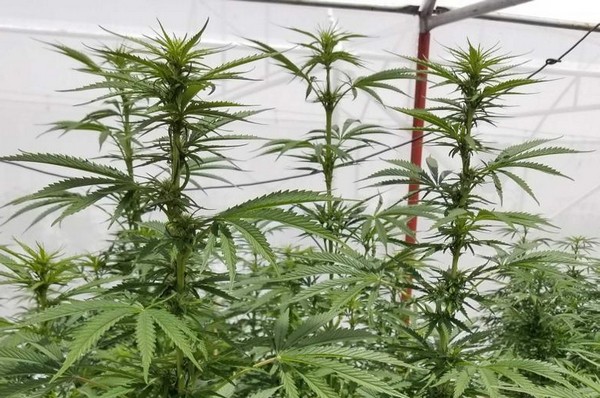 First Harvest Of Lesotho Operation To Be Completed Ahead Of Schedule