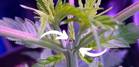 Topping cannabis - how to train your plants