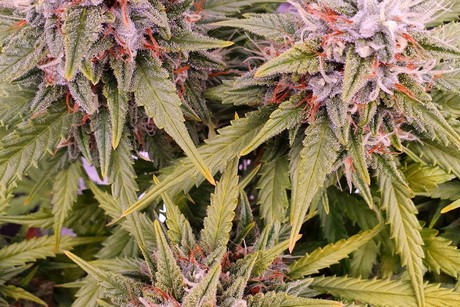 Flowering time and yield of feminized Panama Red seed pot