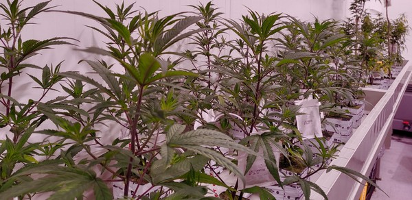 Xebra cultivates and harvests their first cannabis crop in The Netherlands