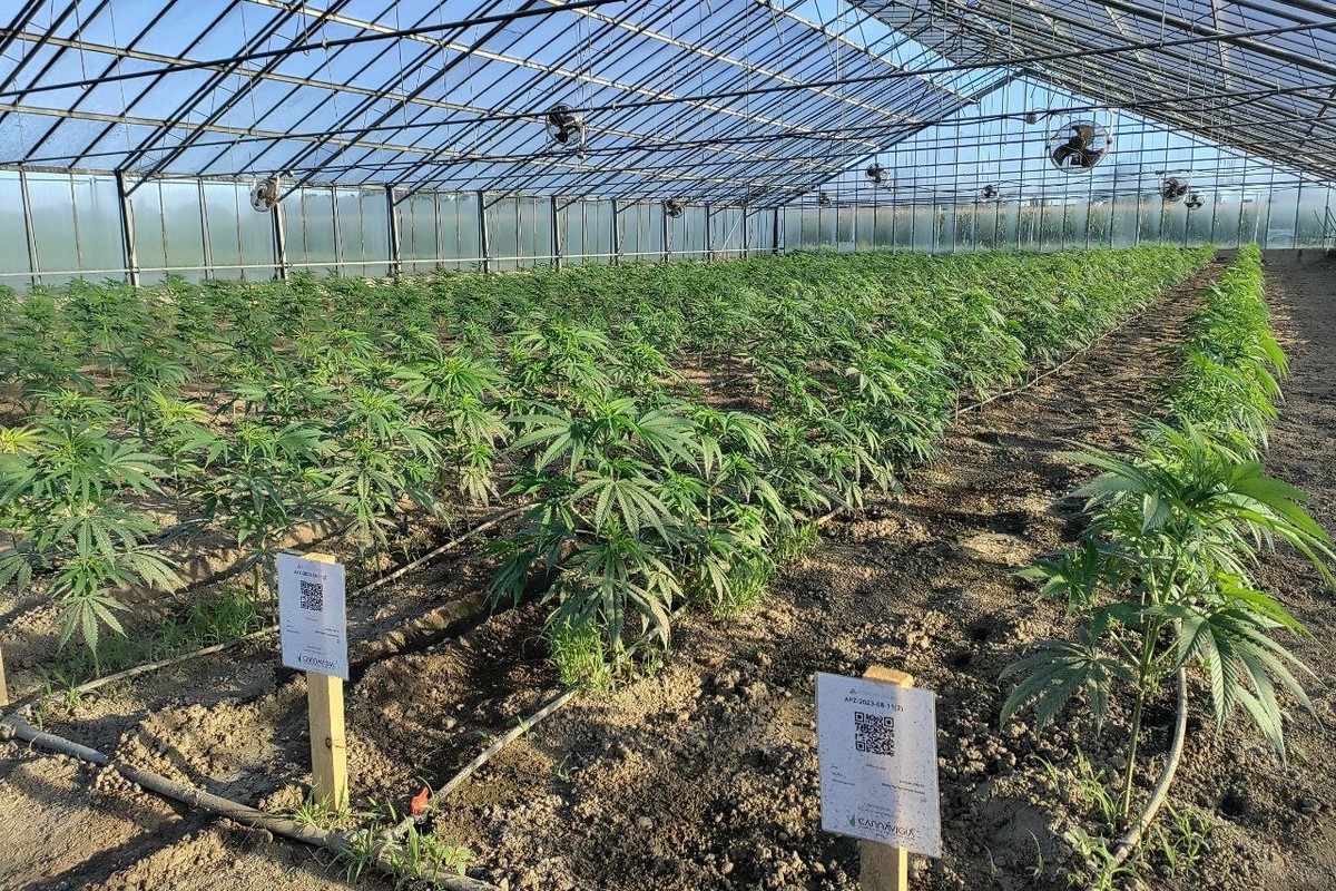 Hoe verloopt de cannabispilot in Zürich?