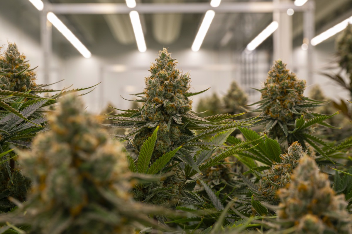 Bouwmijlpaal tweede fase Village Farms in Nederland