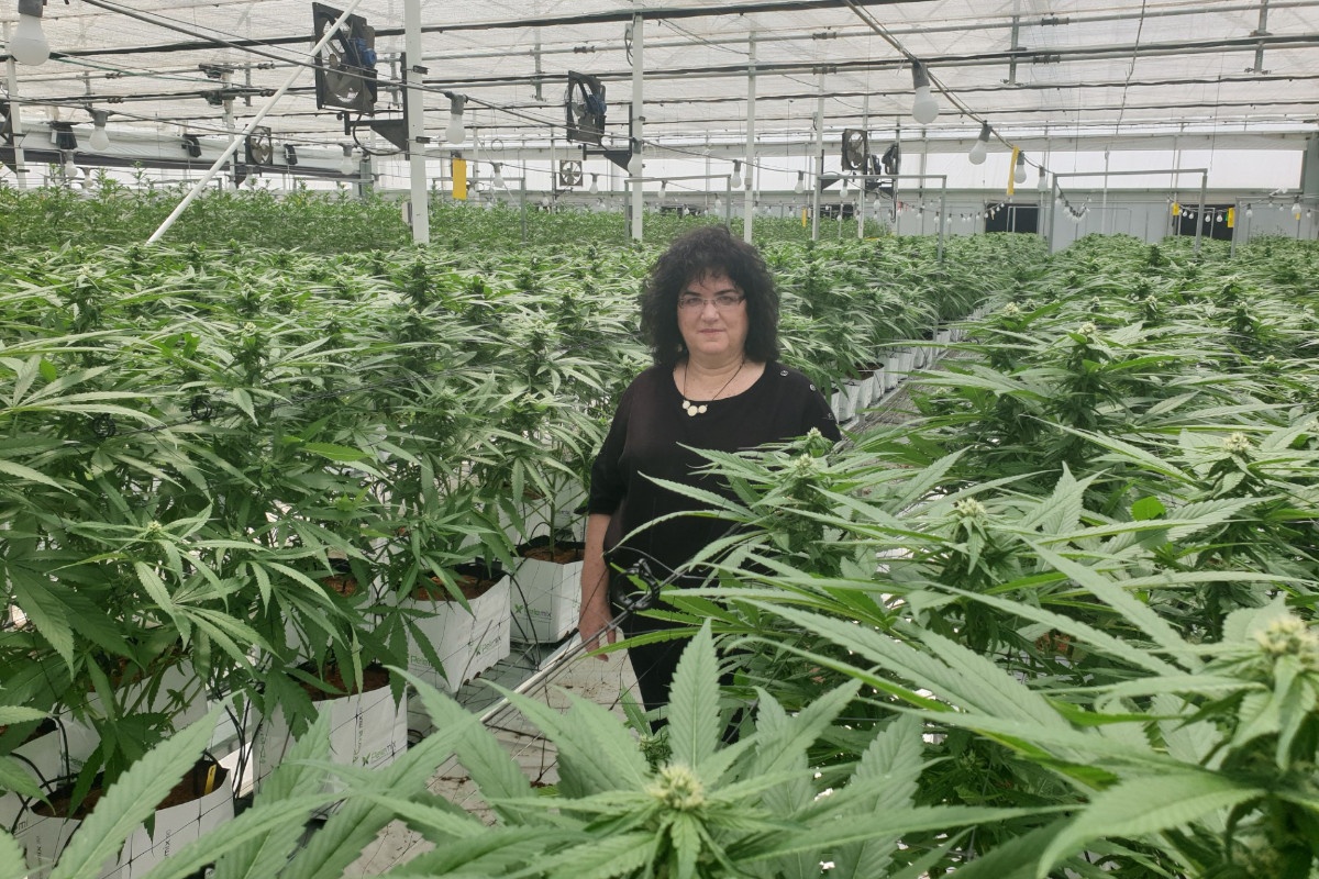 Israëlische onderzoeker bekroond voor pionierswerk in cannabisteelt