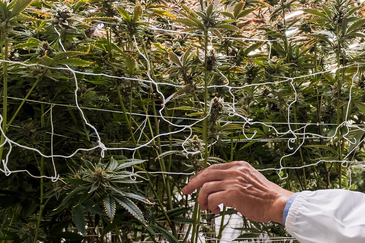 Kamerleden pleiten voor afbouw gereguleerd cannabisexperiment