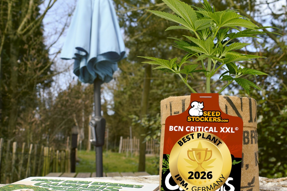 Cannabisplant wint publieksprijs op IPM Essen