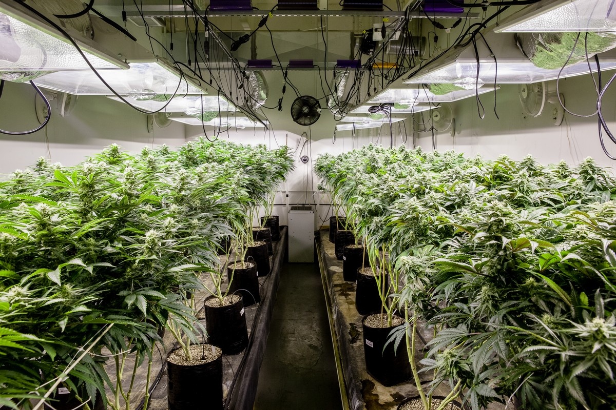 Contamination Testing Machine Colorado's StayCon recalls 49 marijuana vapes over methylene chloride ...