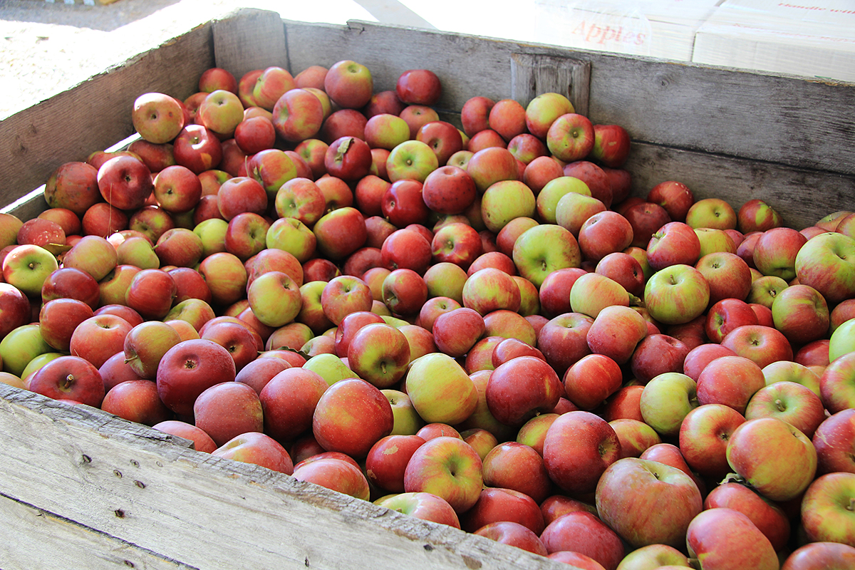 Lagere hardfruitoogst dwingt Belarus tot grotere afhankelijkheid van importappelen