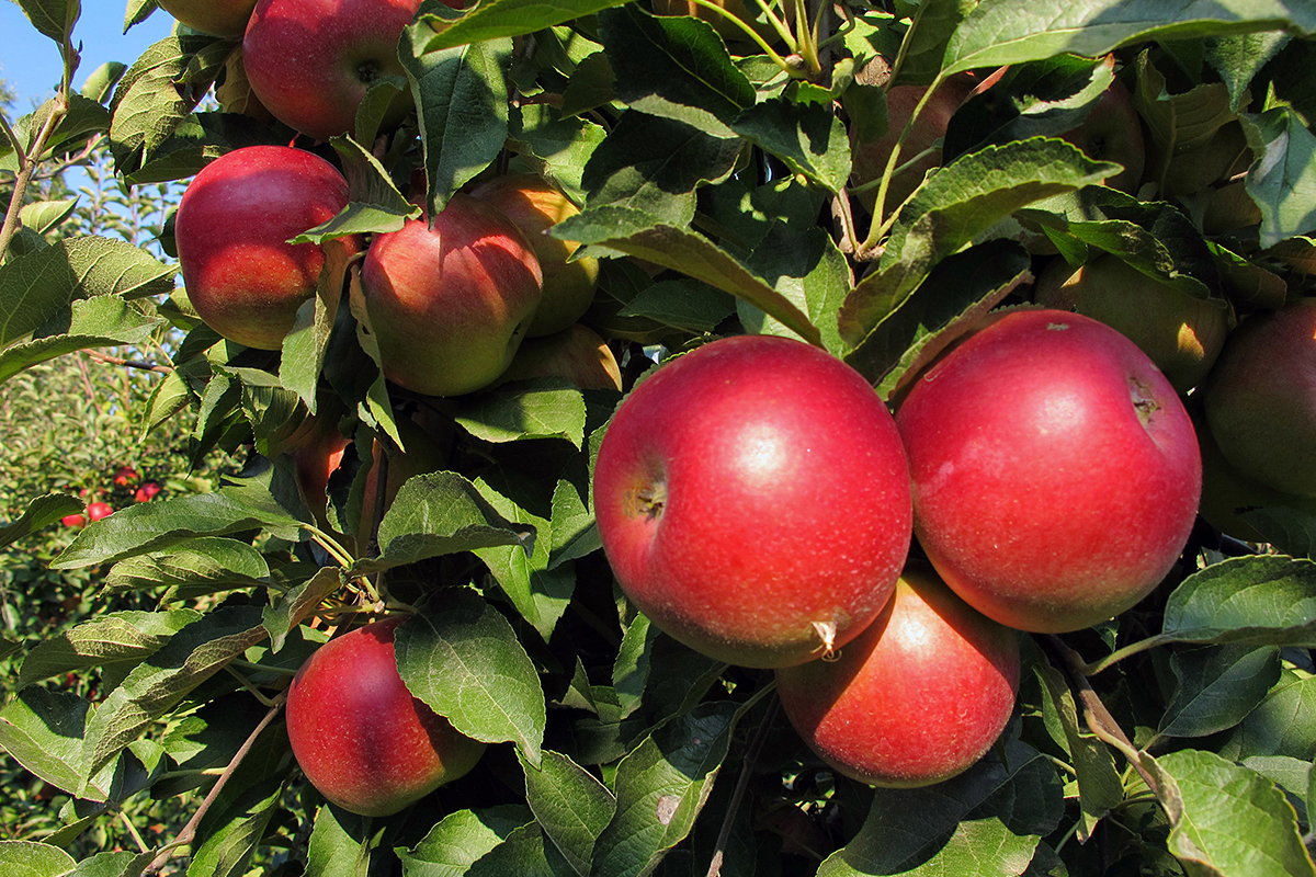 Indian apple prices rise US$6 to US$12 per box in Kashmir