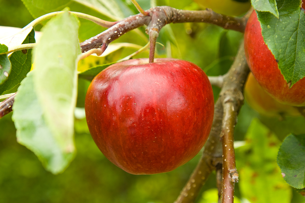 Состояние прибыльности в секторе фруктов и орехов