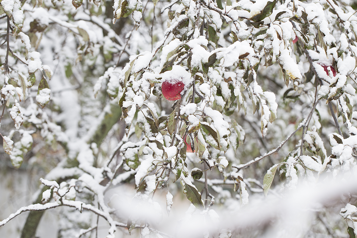 Снегопады в марте защитили сады Мичигана от морозов